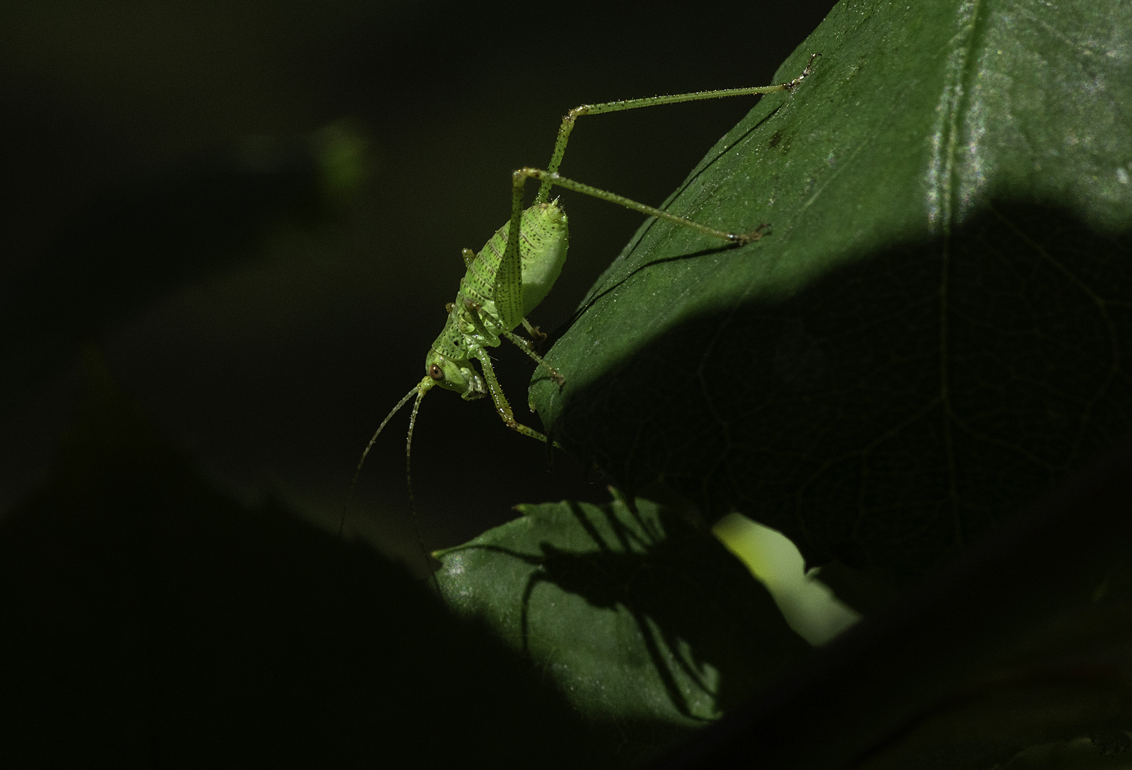 Vert sur vert 2 (Meconema meridionale, méconème fragile ou petite sauterelle verte)