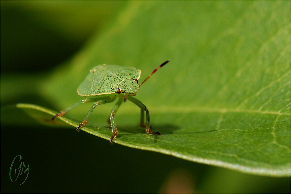 Vert sur vert