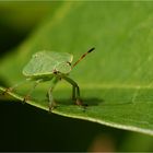 Vert sur vert