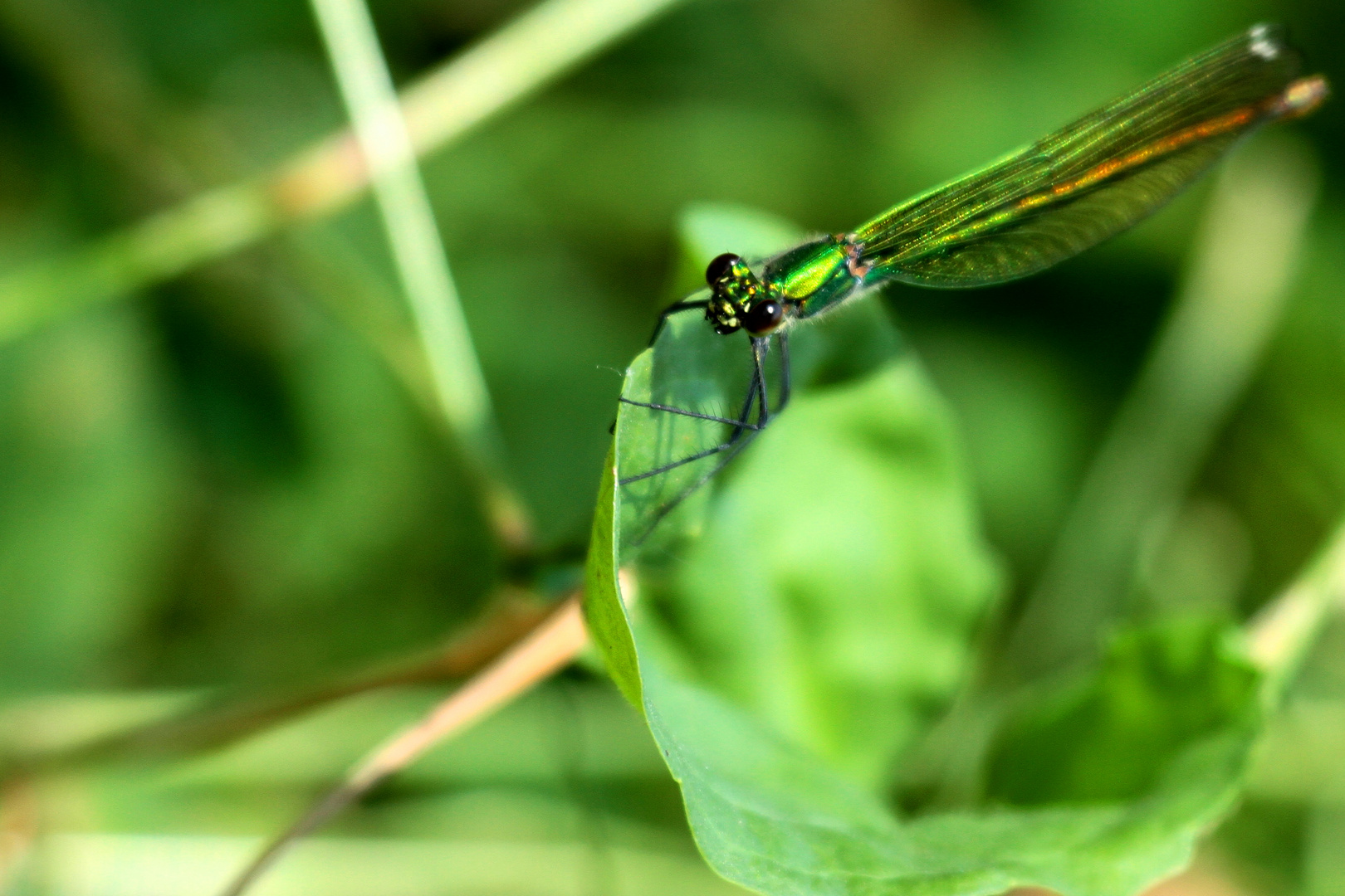 vert sur vert