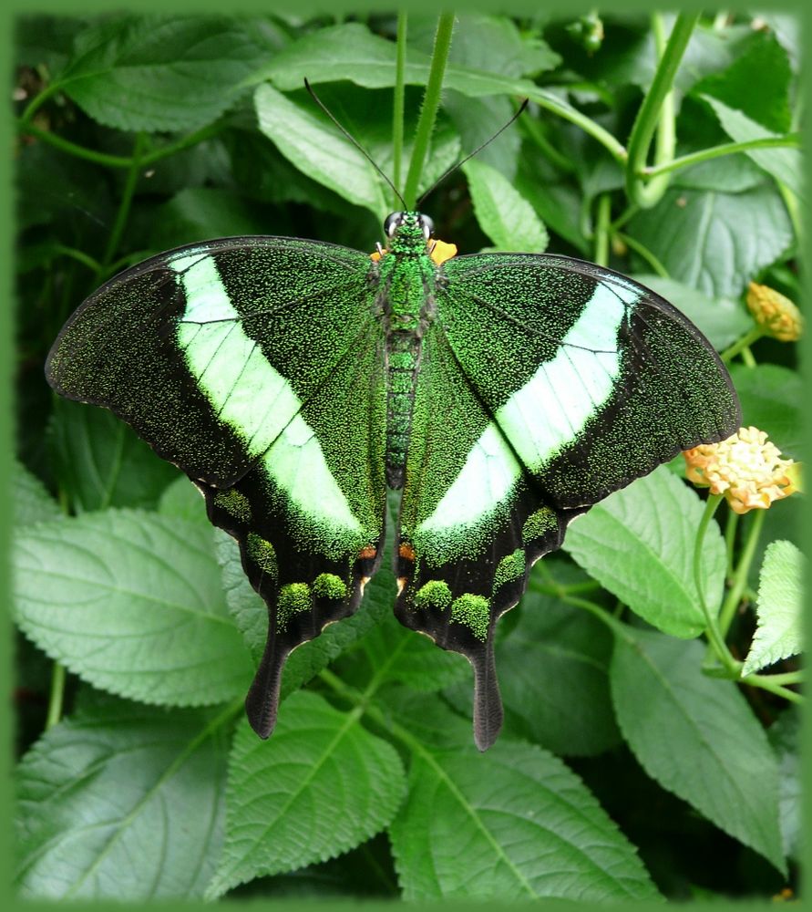 Vert sur vert von Nathalie Langlois