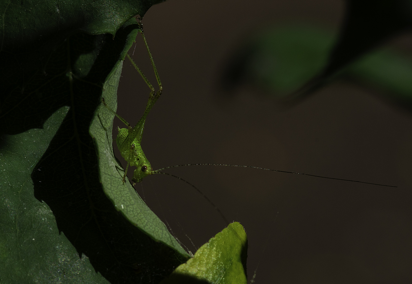 Vert sur vert (Leptophyes punctatissima, leptophye ponctuée)