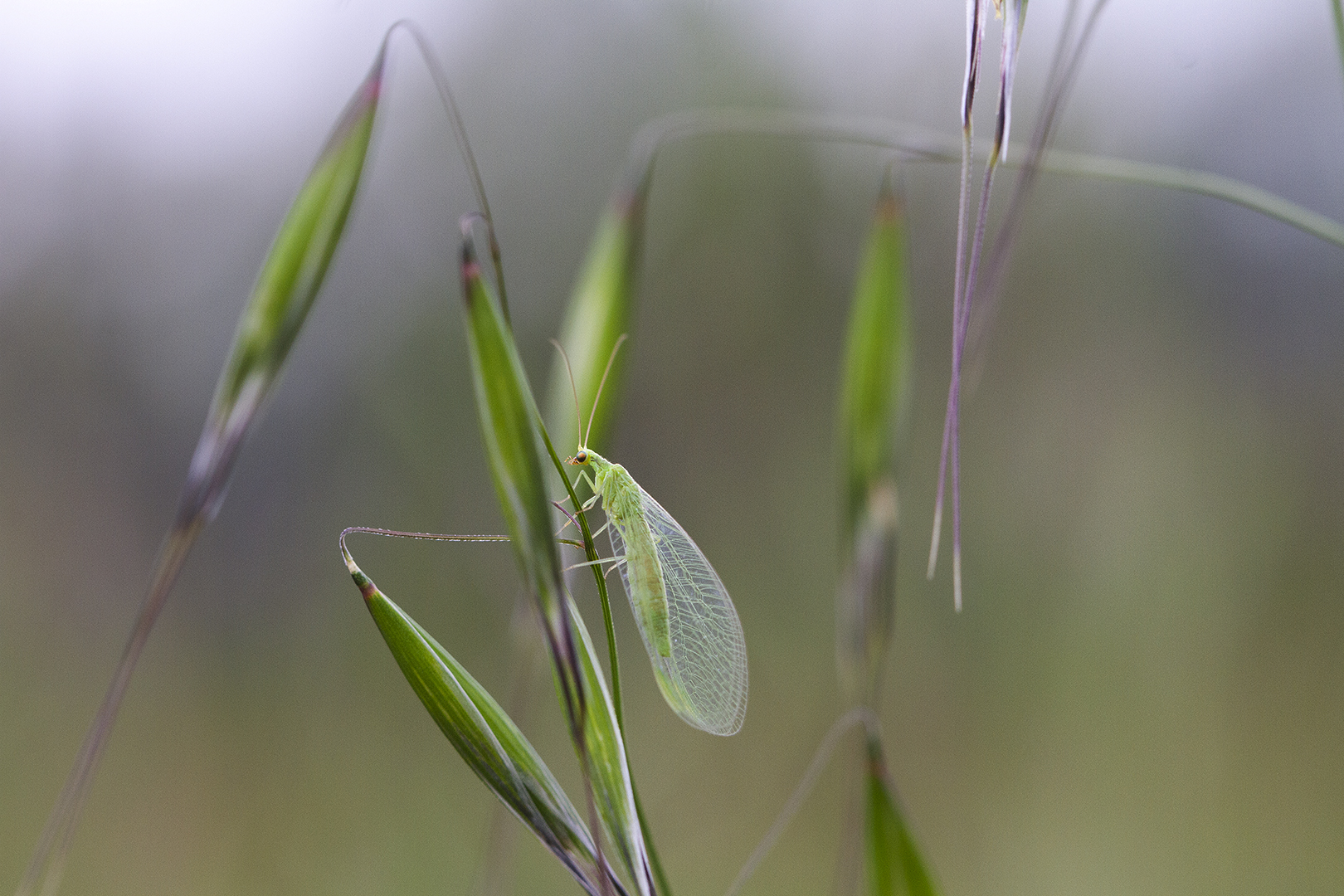 vert tendre