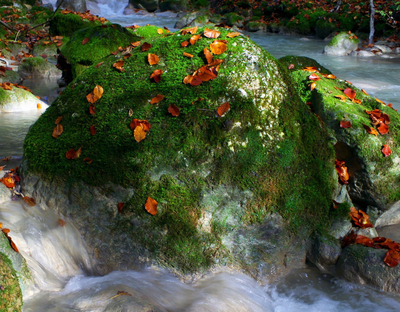 vert tendre bientôt recouvert d'un manteau d'automne