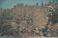 Vertäumter Winterwald