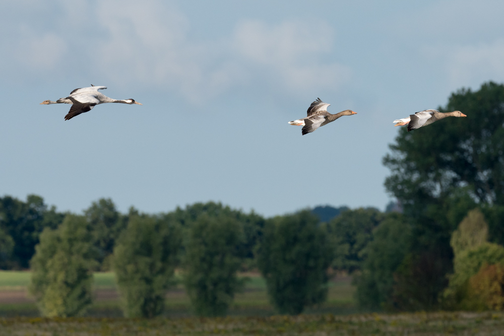 Vertan, vertan sprach die Graugans Foto & Bild tiere, wildlife, wild lebende vögel Bilder auf