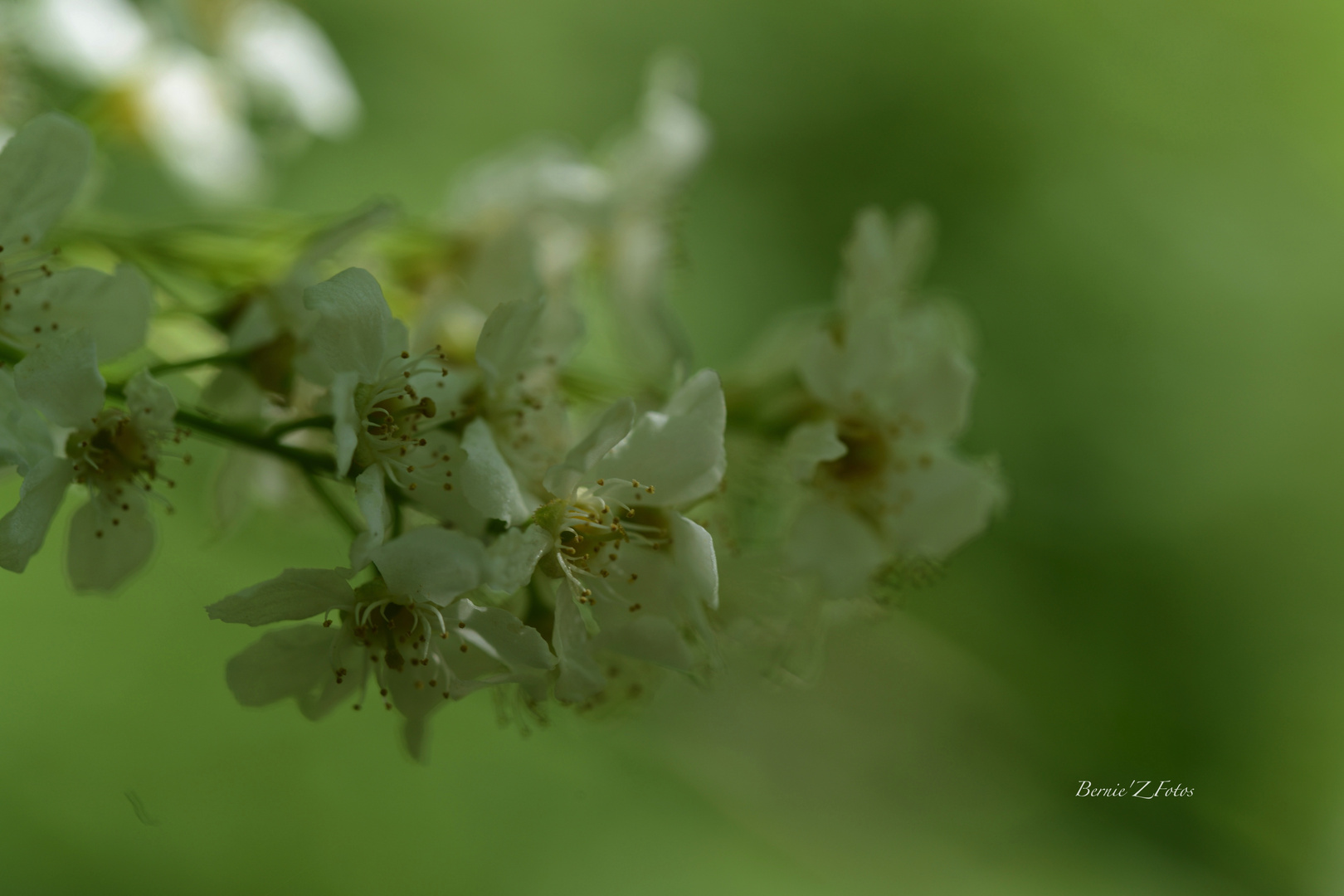 Verte ambiance