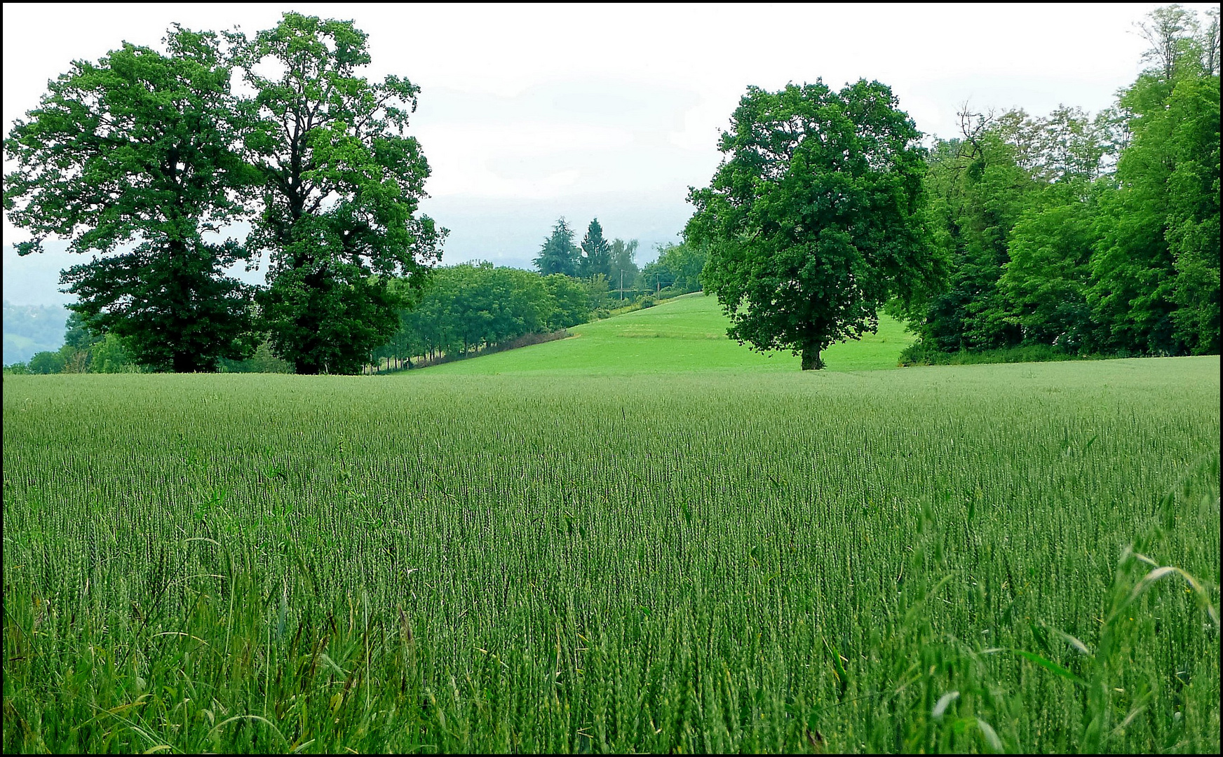 Verte campagne