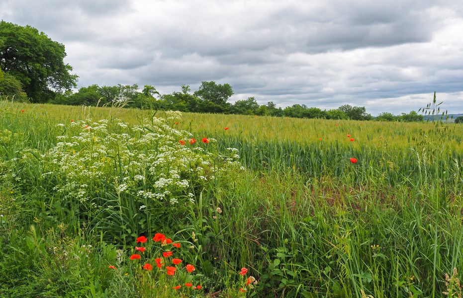 Verte campagne gersoise