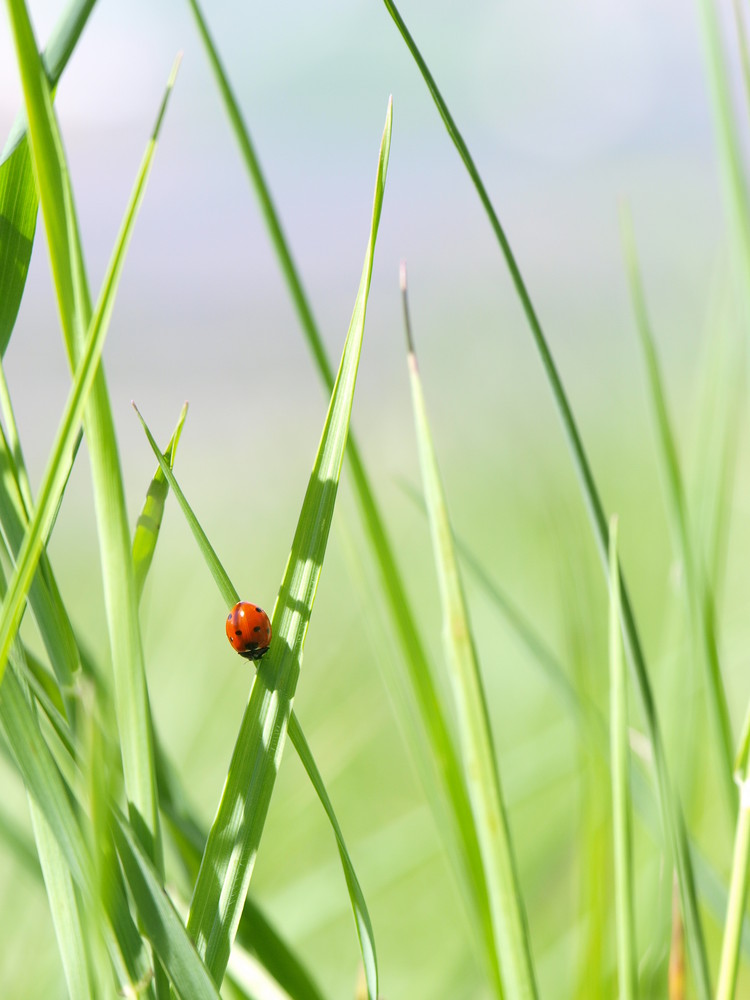 Verte et rouge