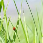 Verte et rouge