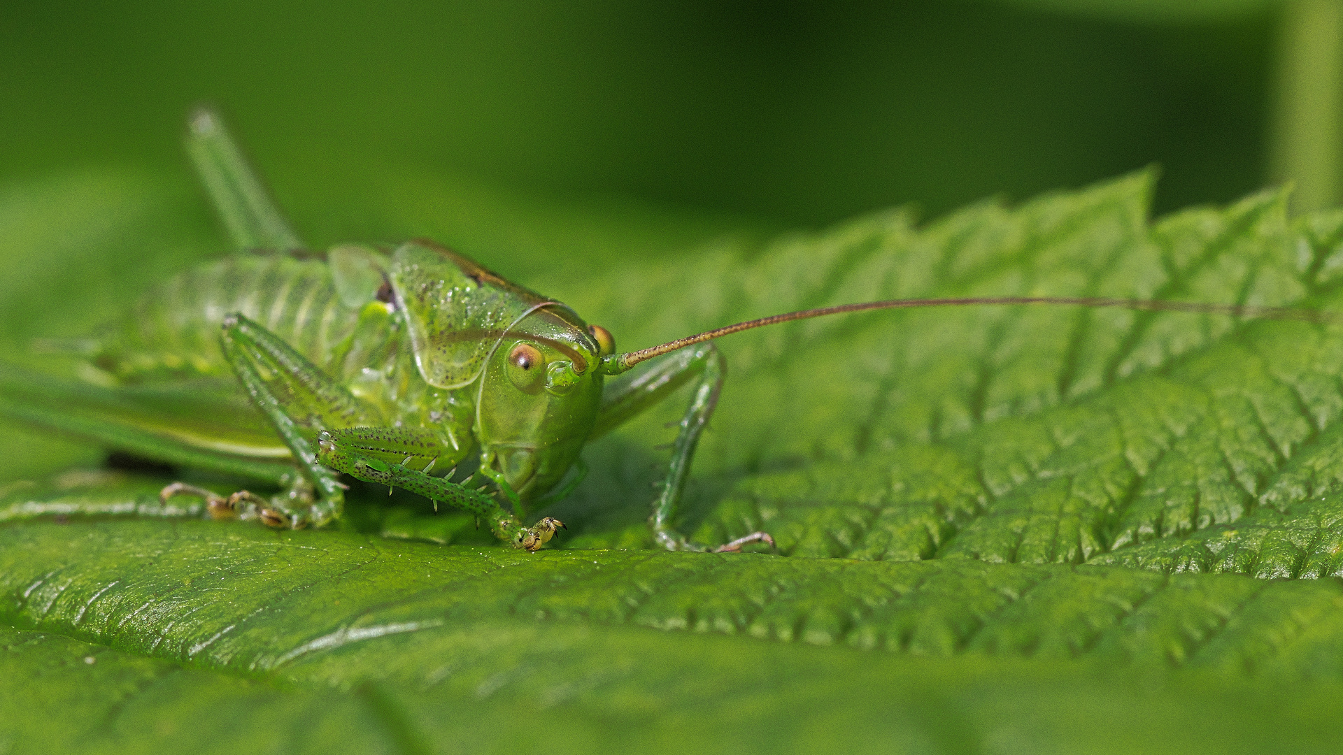 Verte sauterelle.