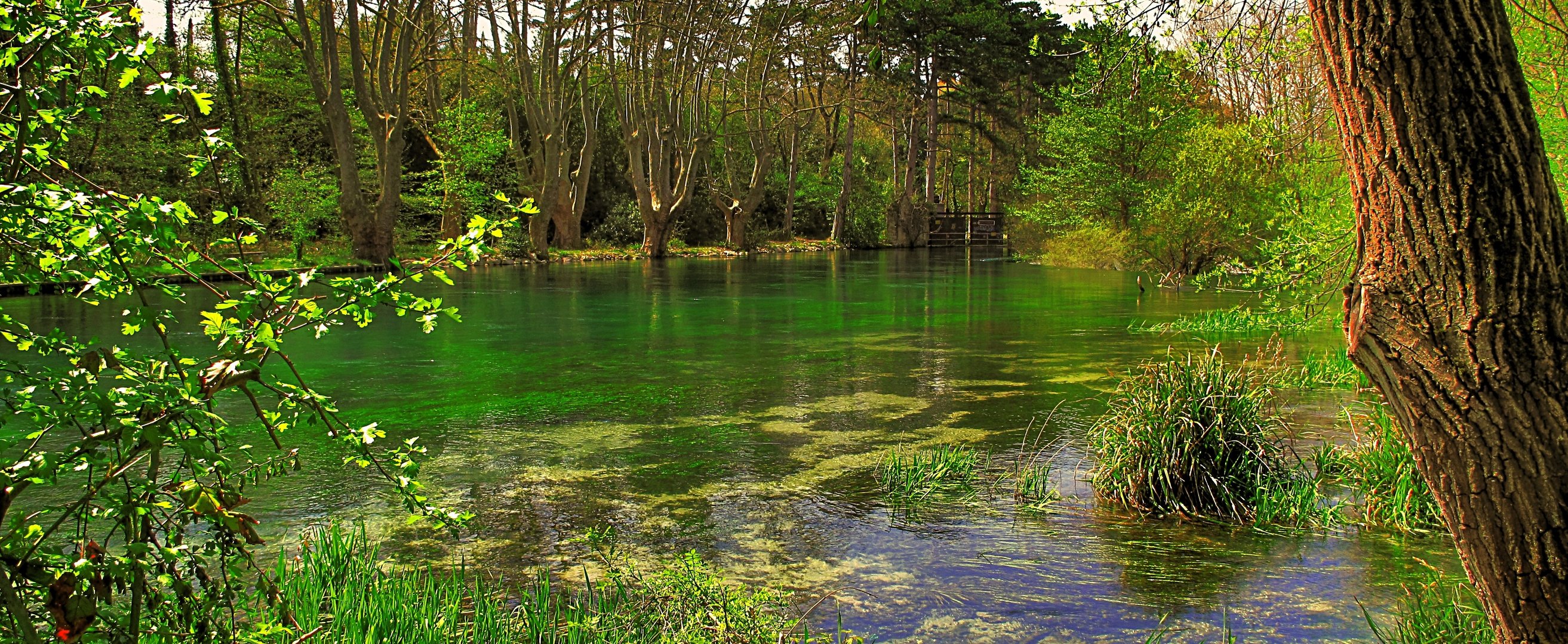 VERTE SORGUE