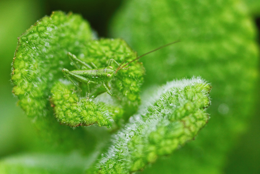 verte sur vert !!