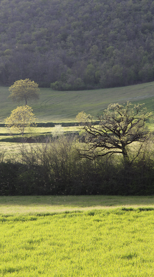 Vertical landscape