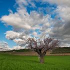 Vertical Landscape