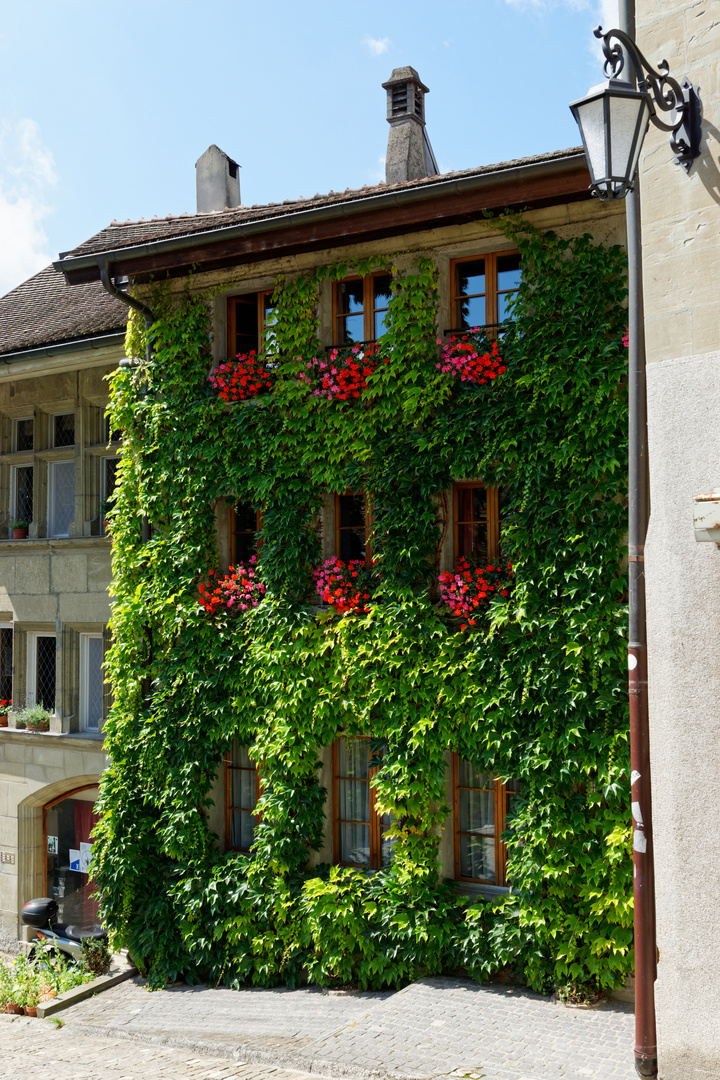 Vertikale Begrünung in Fribourg