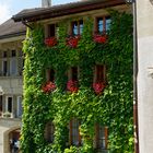 Vertikale Begrünung in Fribourg