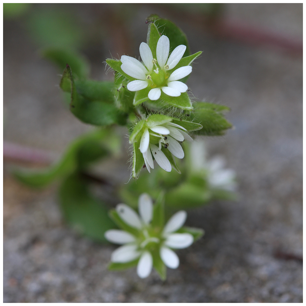 Vertikales Wachstum (3cm)