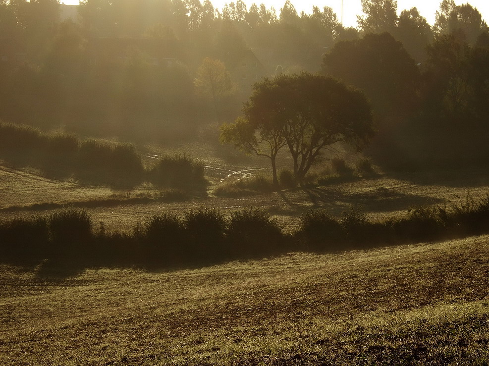 Verträümter Herbstmorgen im Osbektal in Flensburg