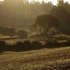 Verträümter Herbstmorgen im Osbektal in Flensburg