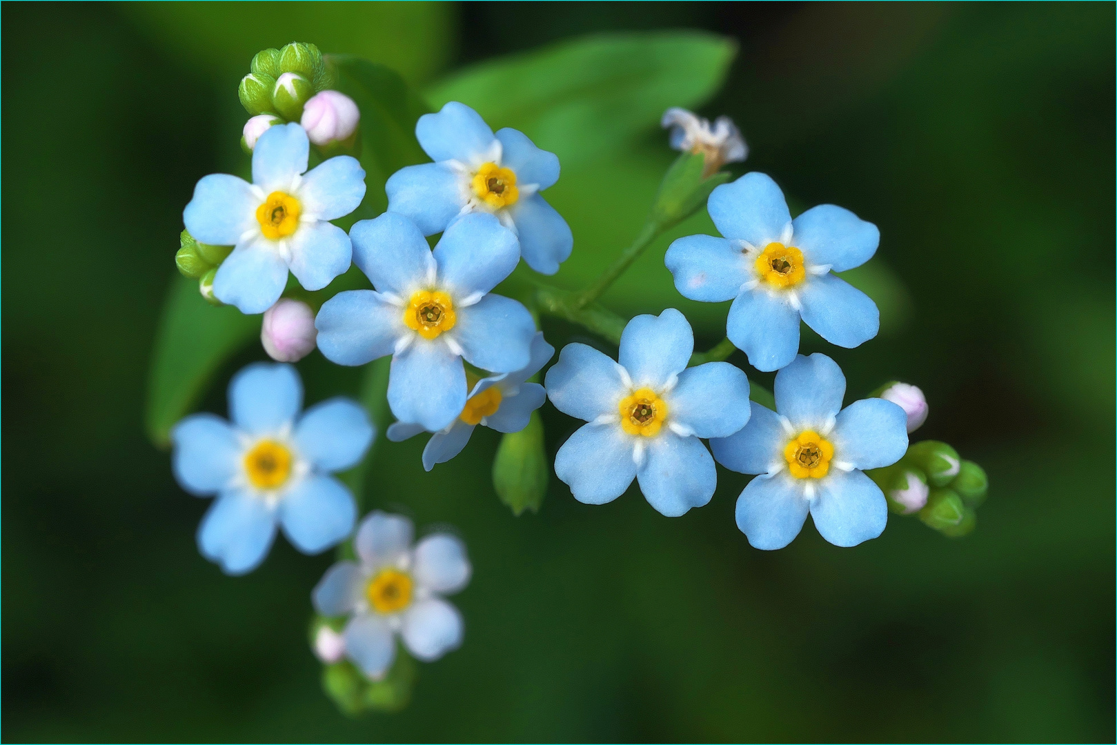 Verträumt Foto & Bild | makro, natur, blume Bilder auf fotocommunity