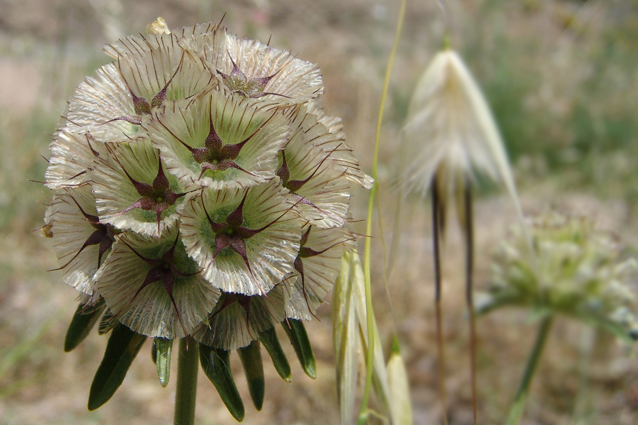 Verträumt 2 Foto & Bild | pflanzen, pilze & flechten, blüten