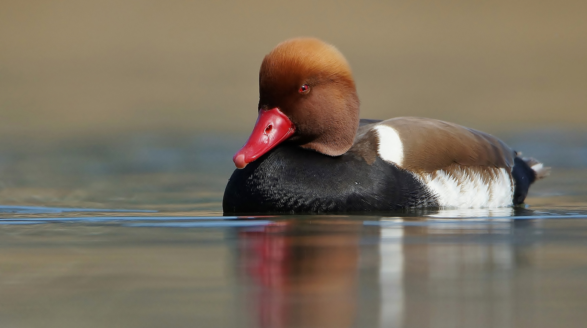 Verträumt ! Foto & Bild | natur-kreativ, natur Bilder auf fotocommunity