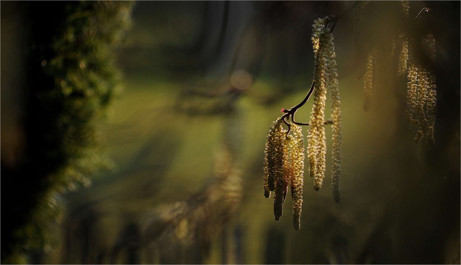 *Verträumt* Foto & Bild | natur-kreativ, aufnahmetechniken, natur fine