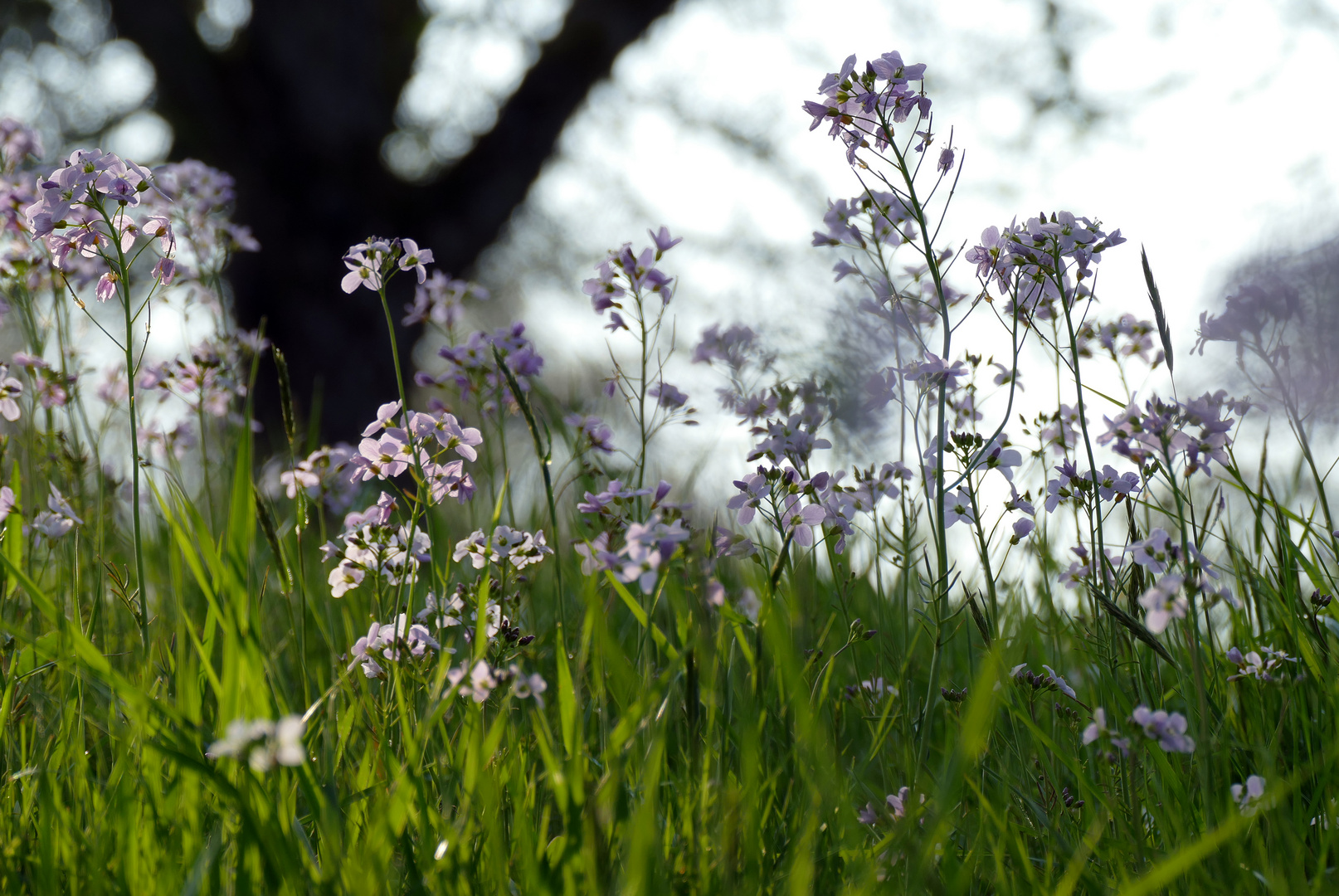 verträumt III Foto & Bild | jahreszeiten, frühling, emotionen Bilder