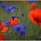 Verträumt im Mohn