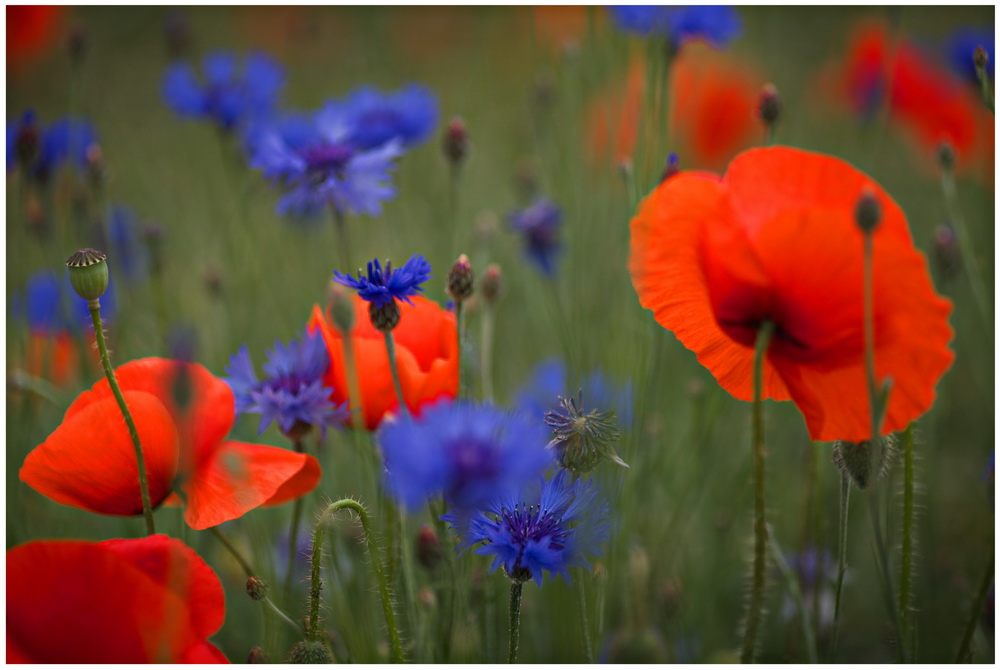 Verträumt im Mohn