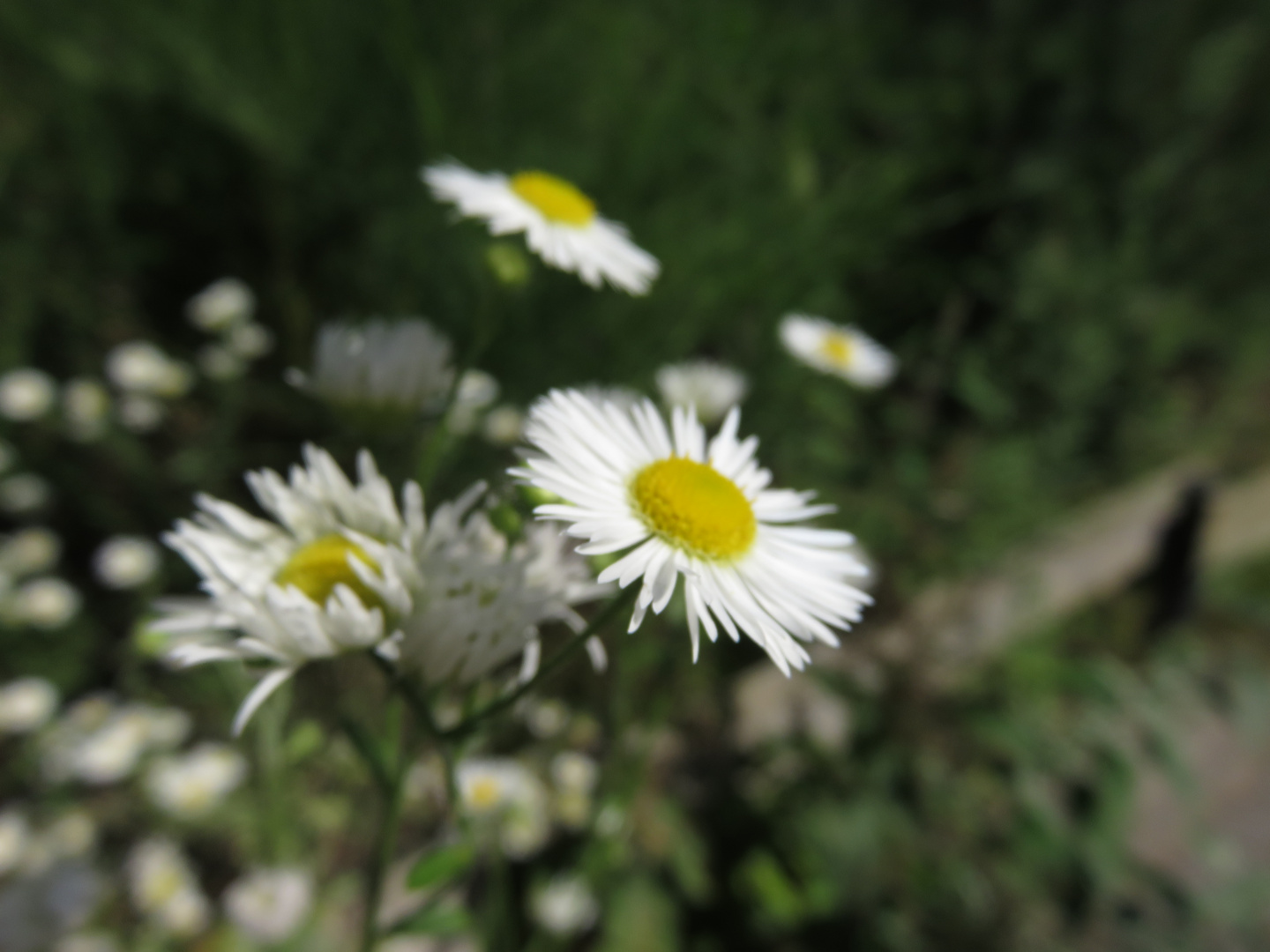 Verträumt in die Blumenwelt