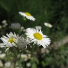 Verträumt in die Blumenwelt