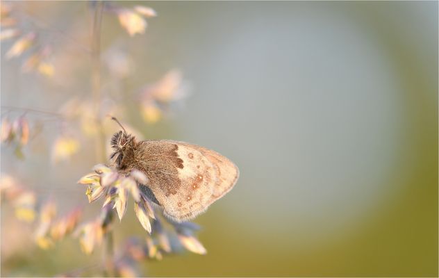 *Verträumt & romantisch*