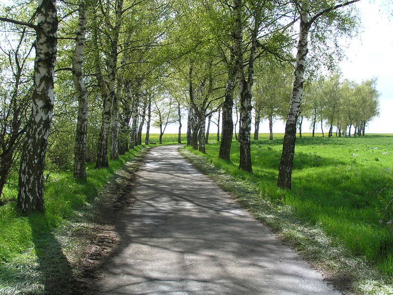 Verträumte Allee