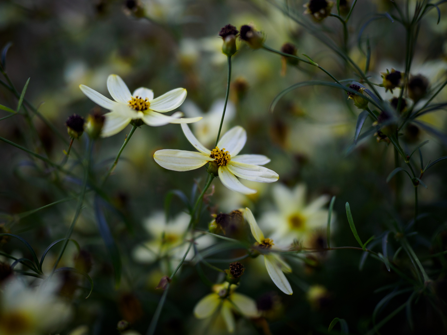 Verträumte Blümchen