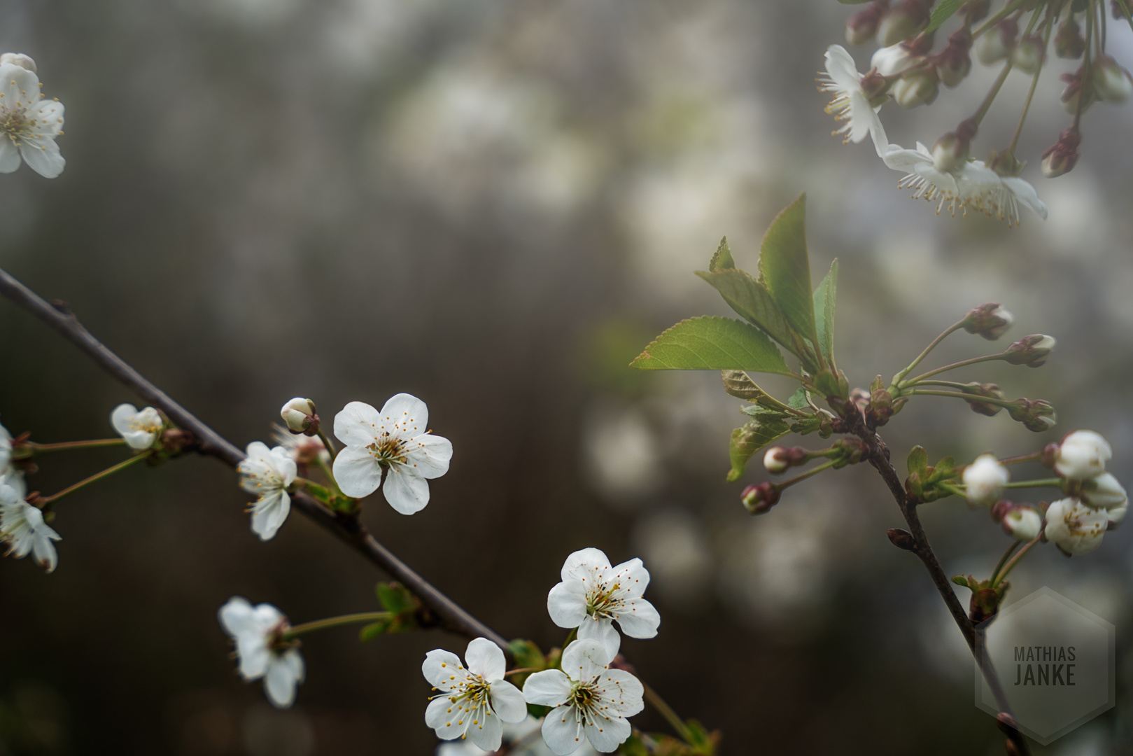 Verträumte Blüten