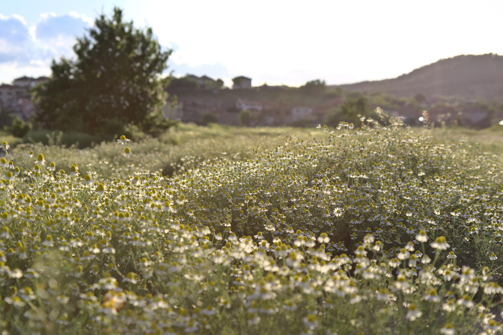 Verträumte Blumenwiese