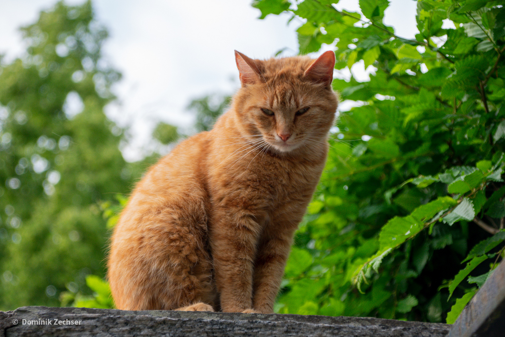 Verträumte Katze auf Kirchenmauer