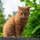 Verträumte Katze auf Kirchenmauer