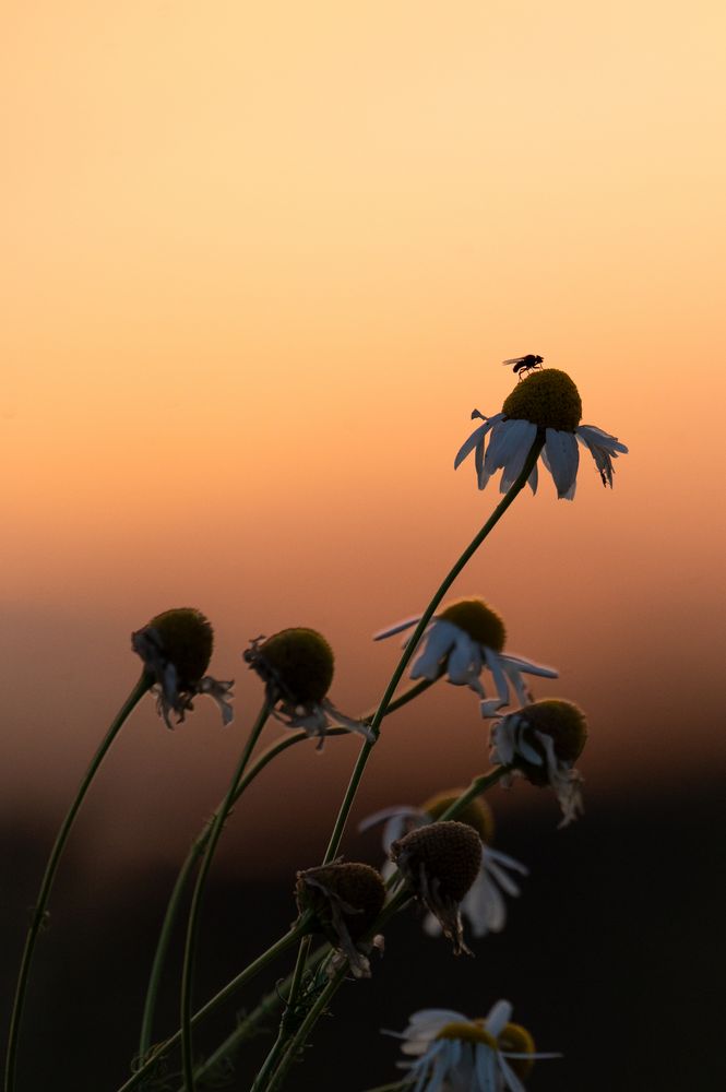 Verträumte Margeriten mit Besuch Foto &amp; Bild | fotos, spezial ...
