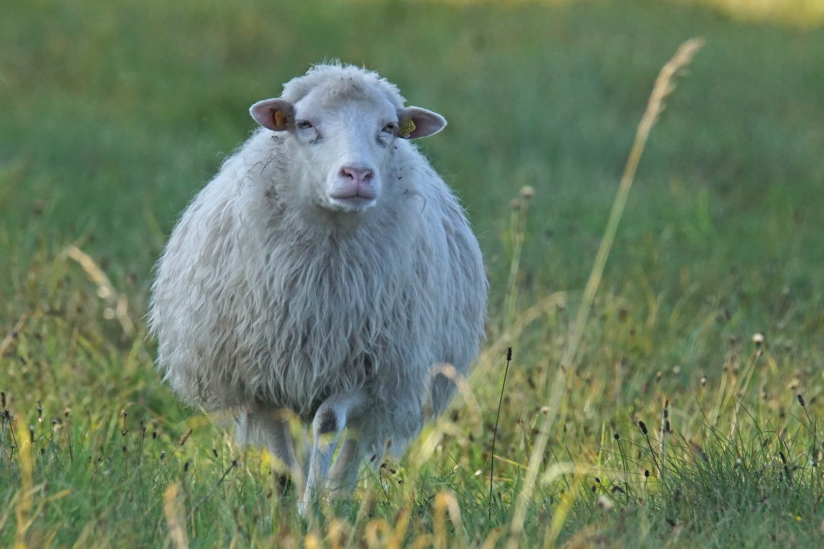 Verträumte Moorschnucke