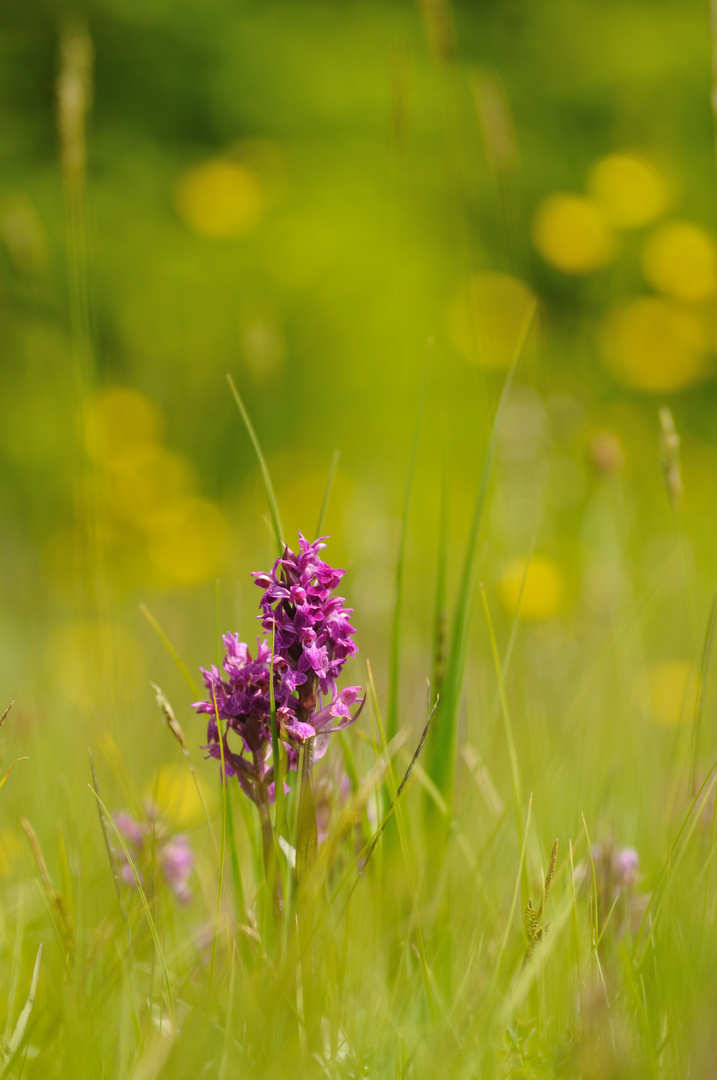 Verträumte Orchideen