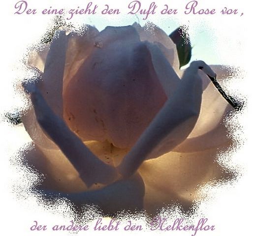 Verträumte Rose