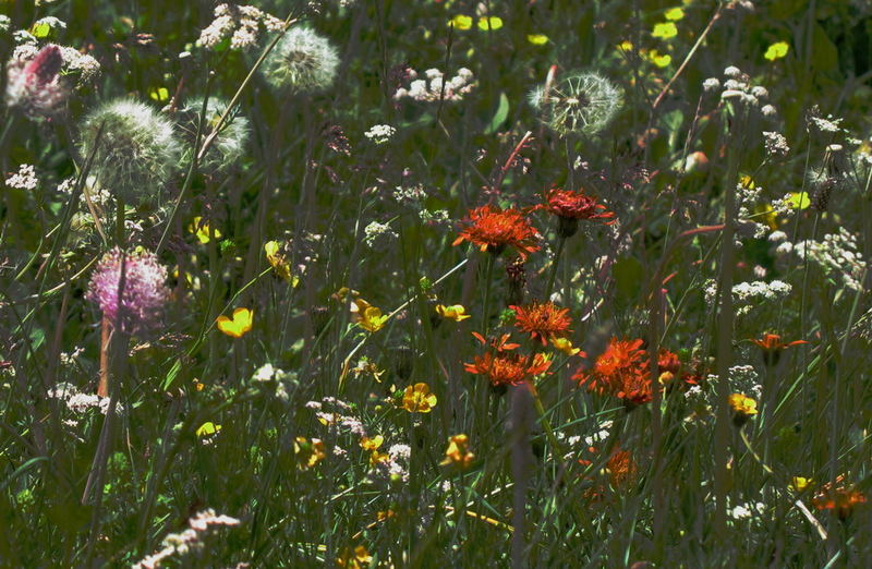 Verträumte Sommerwiese