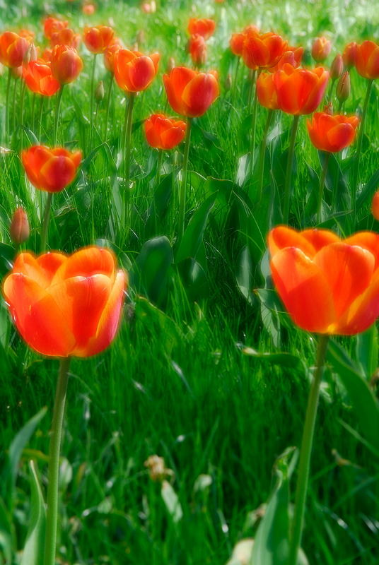 verträumte Tulpen