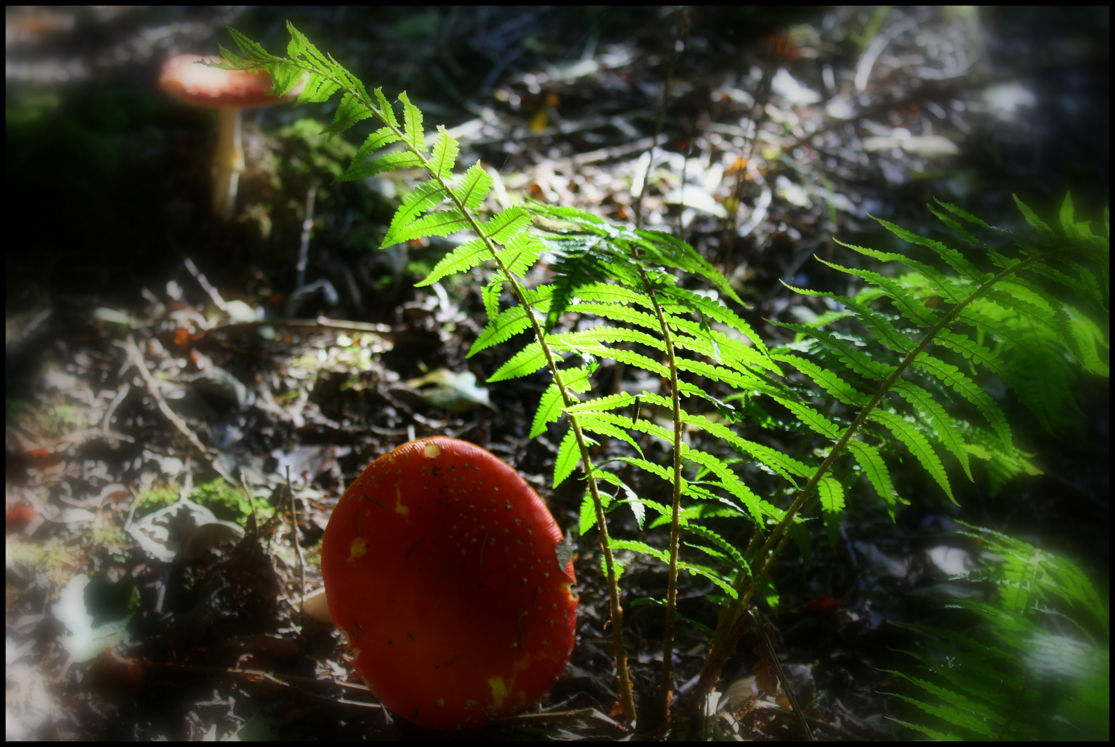 verträumte Waldlichtung