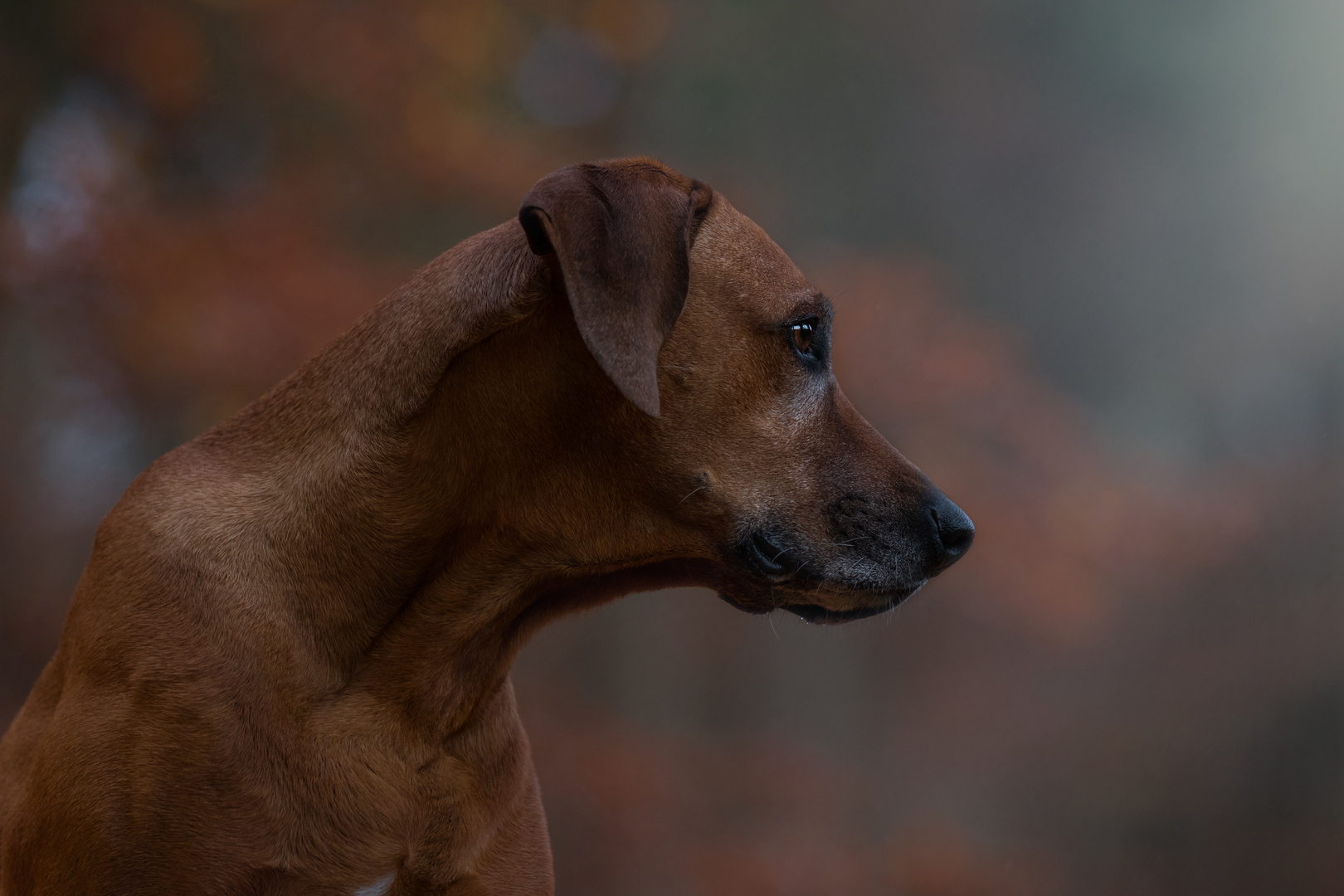 Verträumter Blick