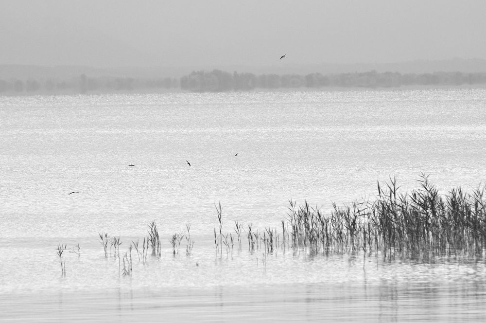 verträumter Blick über den See